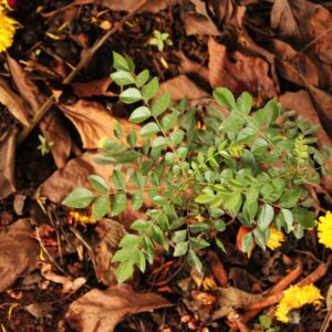 Curry Leaf