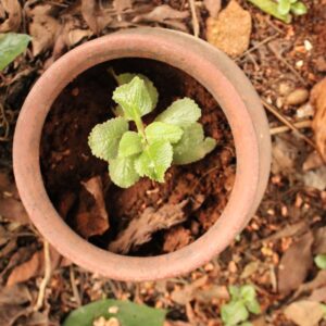 Indian Oregano